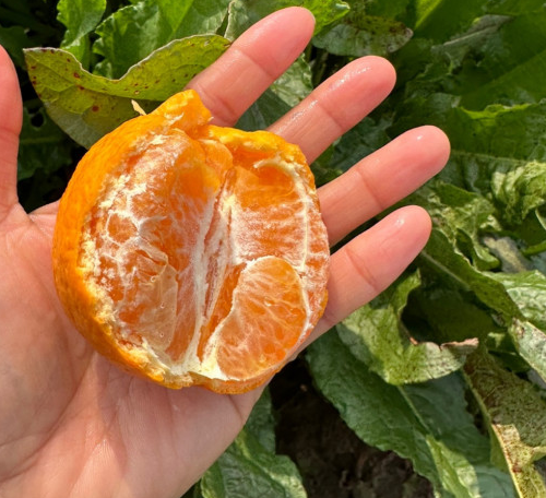 00d572352782469b9dcb9cf307b05e7d_1710985498_1749.png 00d572352782469b9dcb9cf307b05e7d_1710985498_1749.png