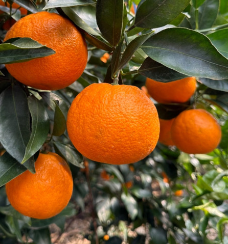 00d572352782469b9dcb9cf307b05e7d_1710985498_2803.png 00d572352782469b9dcb9cf307b05e7d_1710985498_2803.png