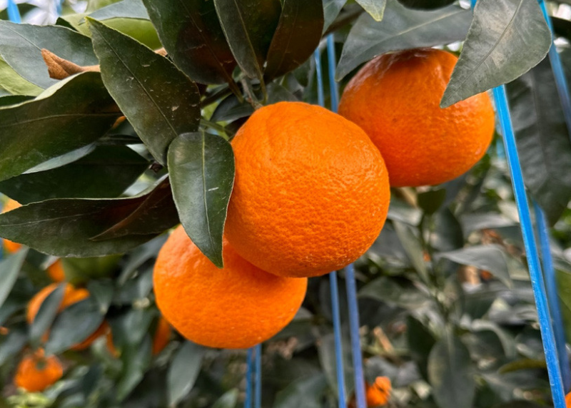 00d572352782469b9dcb9cf307b05e7d_1710985498_4371.png 00d572352782469b9dcb9cf307b05e7d_1710985498_4371.png