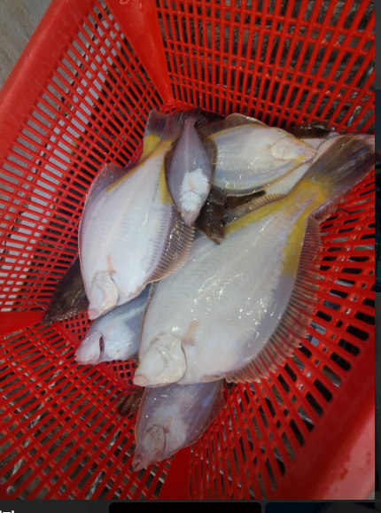 97a563f81fe4dba8b6443da423ff37d1_1711377285_6728.png 97a563f81fe4dba8b6443da423ff37d1_1711377285_6728.png