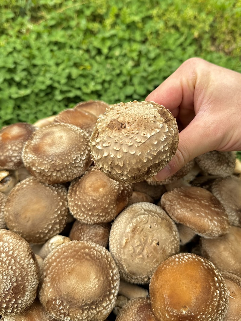 691f29ad28fa6d6b45d1211422fa6631_1714394630_9907.jpg 691f29ad28fa6d6b45d1211422fa6631_1714394630_9907.jpg