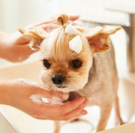 b8fd18a81235509cedb4e41e5c462ad3_1716777935_6313.png b8fd18a81235509cedb4e41e5c462ad3_1716777935_6313.png