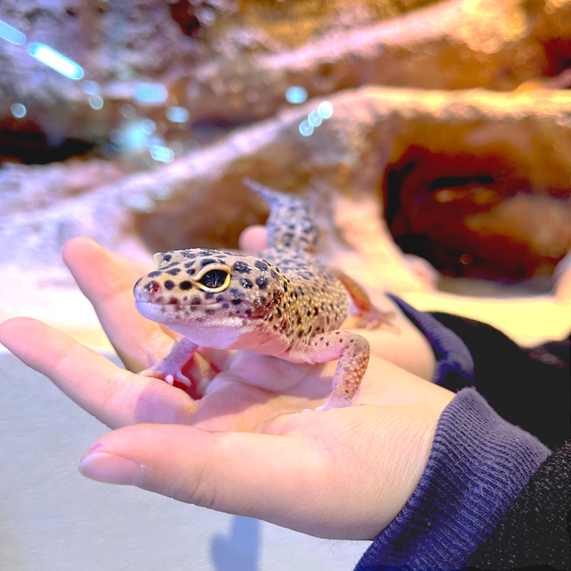 11f72cf23b5d81bcd1314479b0edca92_1718115446_4522.png 11f72cf23b5d81bcd1314479b0edca92_1718115446_4522.png