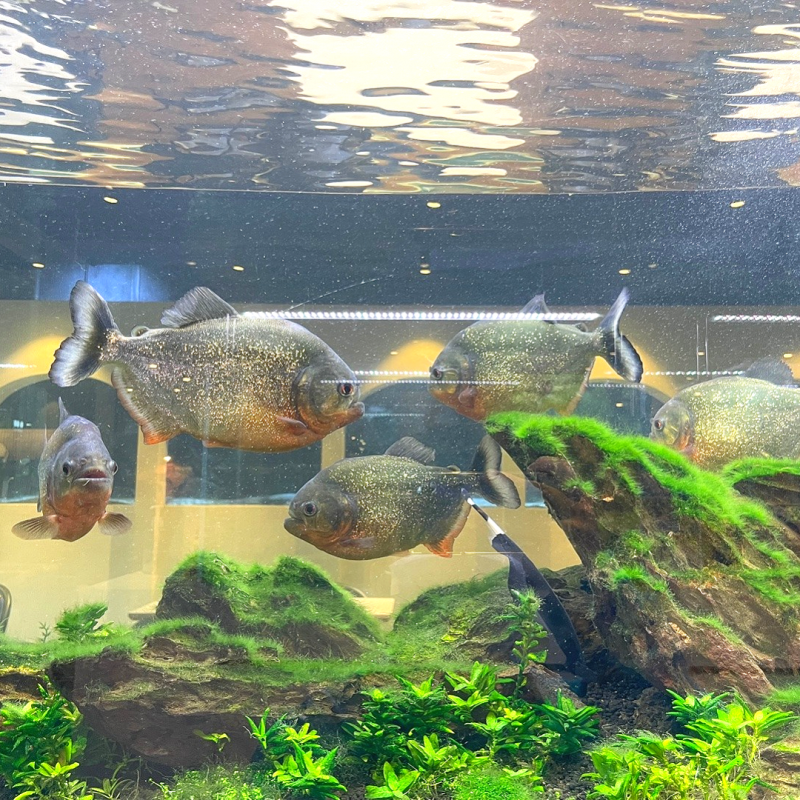 11f72cf23b5d81bcd1314479b0edca92_1718115447_4983.png 11f72cf23b5d81bcd1314479b0edca92_1718115447_4983.png