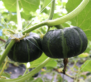 dada0dc73b8d6b0f01cf656afcc07c65_1721279746_1531.png dada0dc73b8d6b0f01cf656afcc07c65_1721279746_1531.png