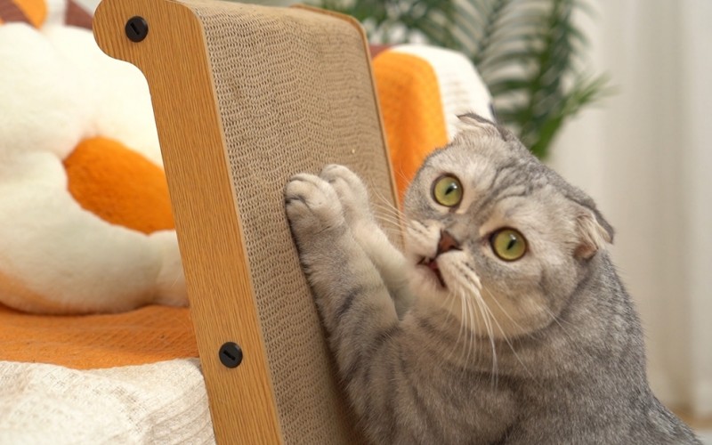 09e9040a276154328bc4fdb21c91fd51_1722878130_6221.jpg 09e9040a276154328bc4fdb21c91fd51_1722878130_6221.jpg