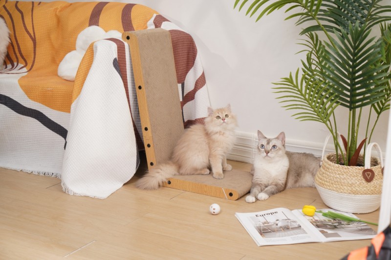 09e9040a276154328bc4fdb21c91fd51_1722878209_1243.jpg 09e9040a276154328bc4fdb21c91fd51_1722878209_1243.jpg