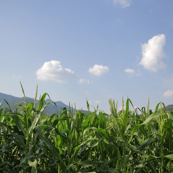 ca18f79fe9ff2112a7df2f51639ffca6_1722933060_2703.jpg ca18f79fe9ff2112a7df2f51639ffca6_1722933060_2703.jpg