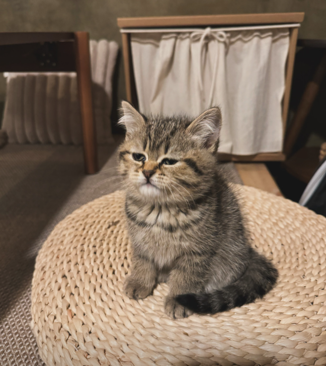 828b2d794243ea8bc855c68bb077c2fe_1735733184_5002.png 828b2d794243ea8bc855c68bb077c2fe_1735733184_5002.png