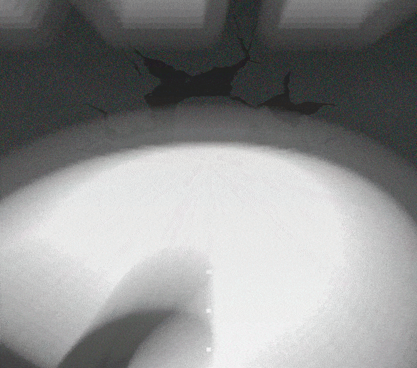 efbe1eb29e2290587c8d8986375a9859_1743566484_8435.gif efbe1eb29e2290587c8d8986375a9859_1743566484_8435.gif