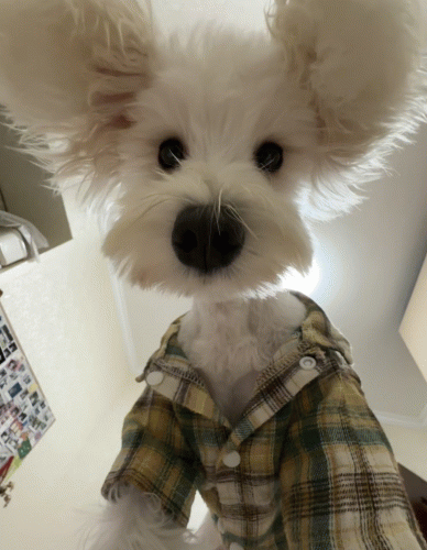 가나디26